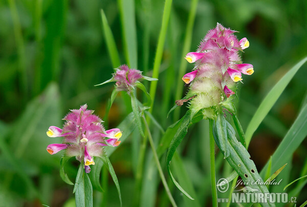 Černýš hřebenitý (Melampyrum cristatum)