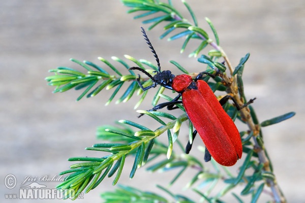 Červenáček ohnivý (Pyrochroa coccinea)