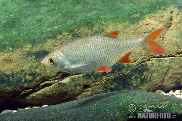 Červenica ostrobruchá (Scardinius erythrophthalmus)