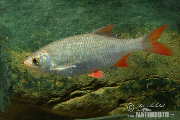 Červenica ostrobruchá (Scardinius erythrophthalmus)