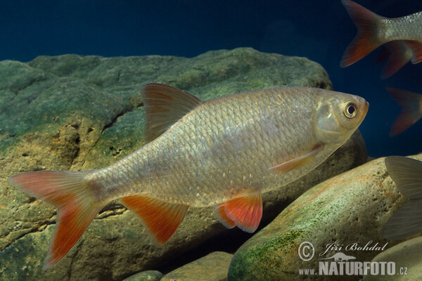 Červenica ostrobruchá (Scardinius erythrophthalmus)