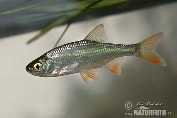 Červenica ostrobruchá (Scardinius erythrophthalmus)