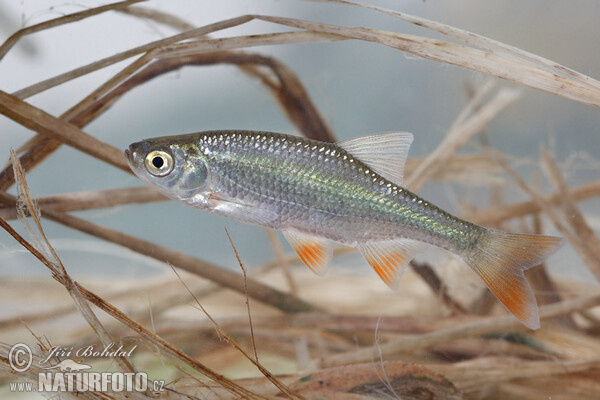 Červenica ostrobruchá (Scardinius erythrophthalmus)