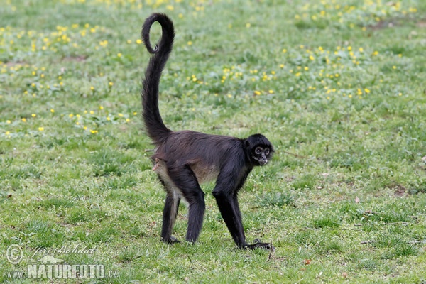 Chápan středoamerický (Ateles geoffroyi)