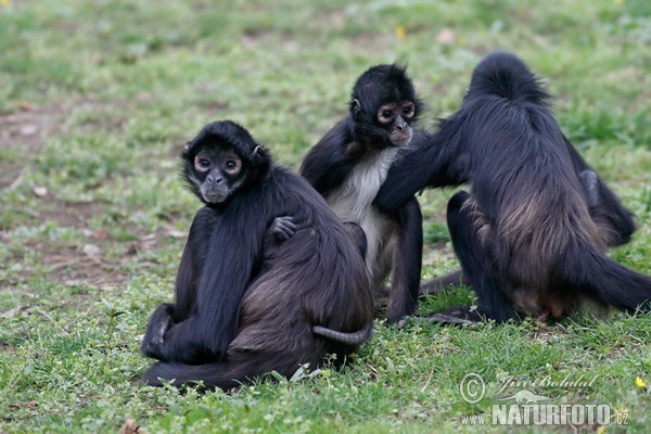 Chápan středoamerický (Ateles geoffroyi)