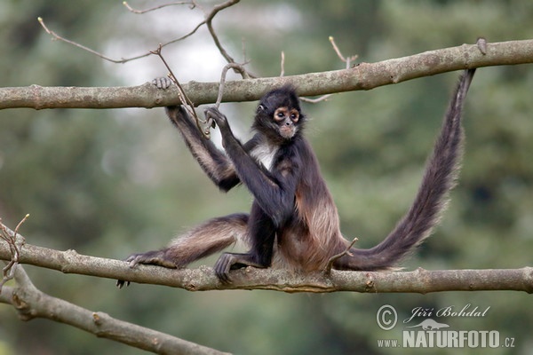 Chápan středoamerický (Ateles geoffroyi)