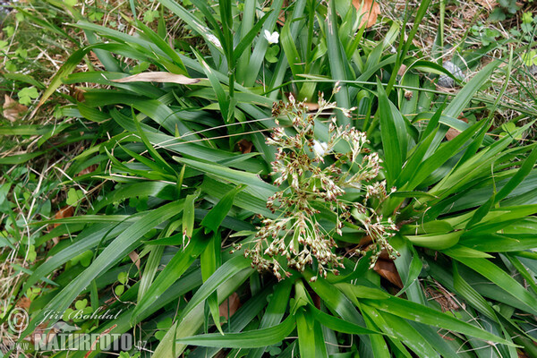 Chlpaňa lesná (Luzula sylvatica)