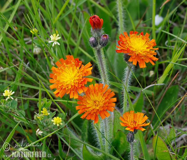 Chlupáček oranžový (Piloesella aurantiaca)