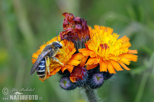 Chlupáček oranžový (Piloesella aurantiaca)