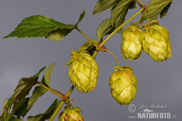 Chmeľ obyčajný (Humulus lupulus)