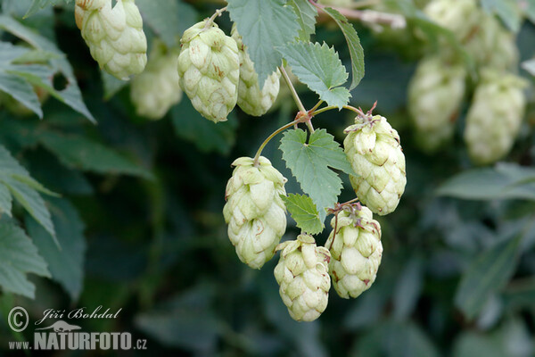 Chmeľ obyčajný (Humulus lupulus)