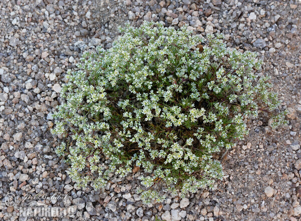 Chmerek vytrvalý (Scleranthus perennis)