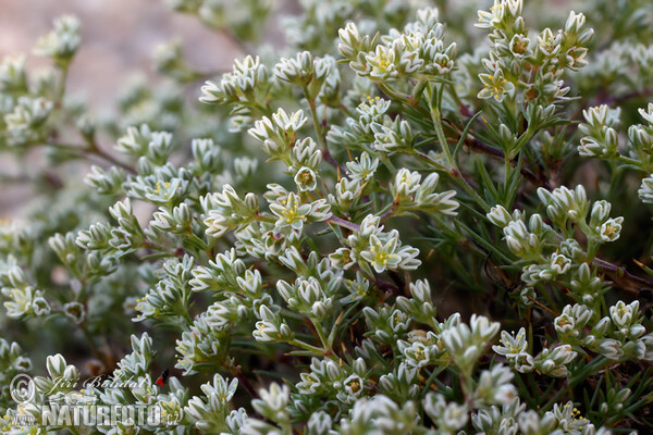 Chmerek vytrvalý (Scleranthus perennis)