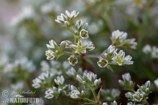 Chmerek vytrvalý (Scleranthus perennis)