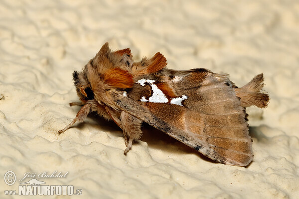 Chochlatka striebroškvrnná (Spatalia argentina)