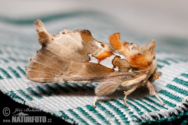 Chochlatka striebroškvrnná (Spatalia argentina)