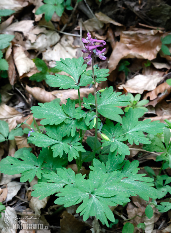 Chohlačka dutá (Corydalis cava)