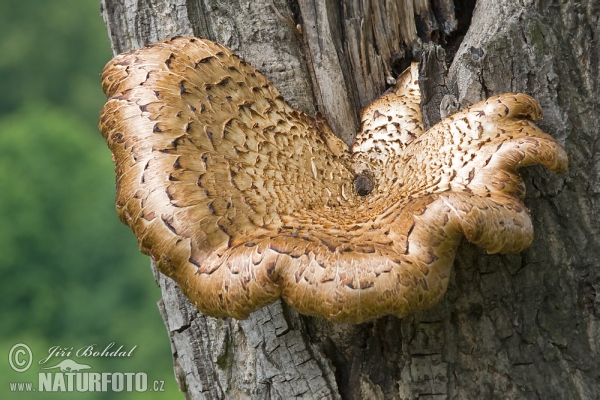 Choroš šupinatý (Polyporus squamosus)