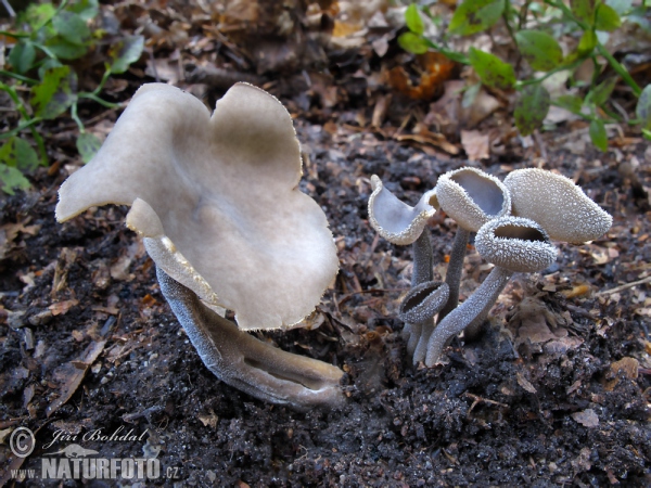 Chriapač brvitý (Helvella macropus)