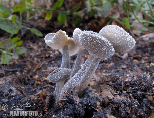 Chriapač brvitý (Helvella macropus)