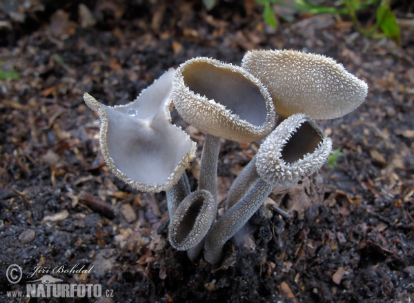 Chriapač brvitý (Helvella macropus)