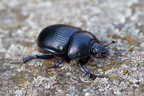 Chrobák lesní (Anoplotrupes stercorosus)