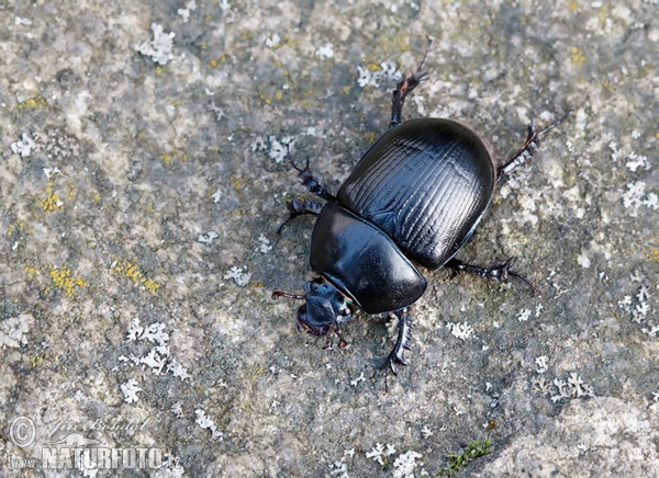 Chrobák lesní (Anoplotrupes stercorosus)