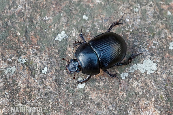 Chrobák lesní (Anoplotrupes stercorosus)