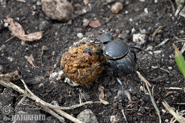 Chrobák vrubounovitý (Sisyphus schaefferi)