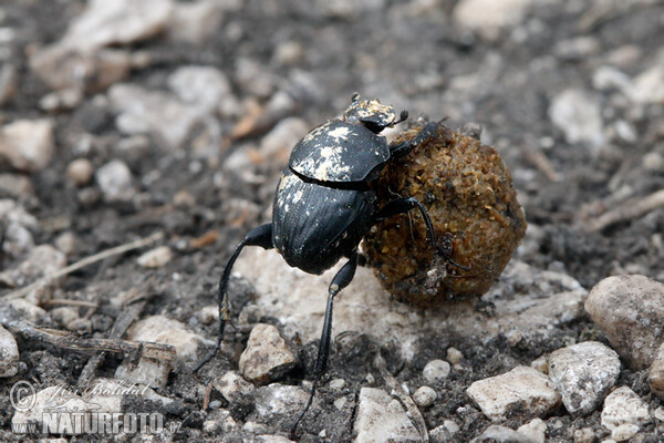 Chrobák vrubounovitý (Sisyphus schaefferi)