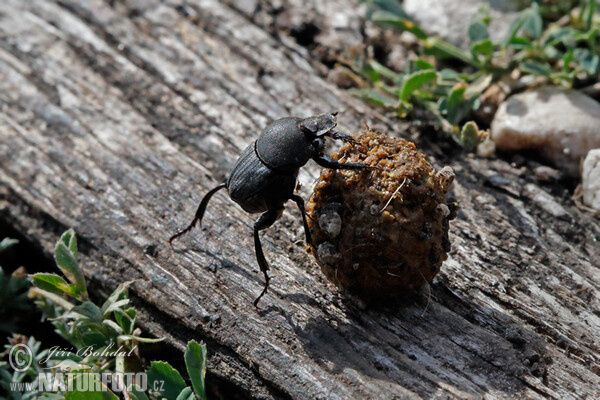 Chrobák vrubounovitý (Sisyphus schaefferi)