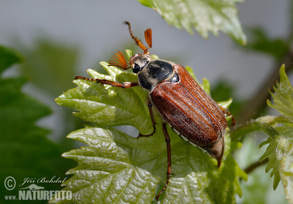 Chroust obecný (Melolontha melolontha)