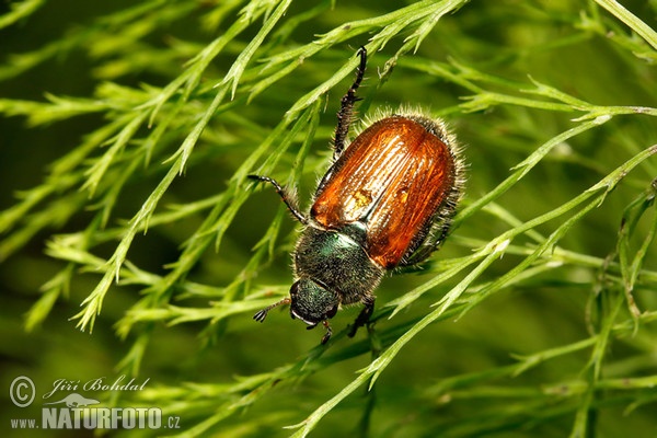 Chrústovec záhradný (Phyllopertha horticola)