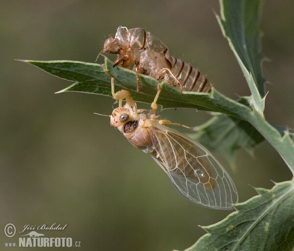 Cikáda chlumní (Cicadetta montana)