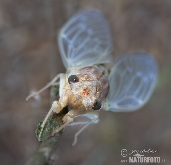 Cikáda chlumní (Cicadetta montana)