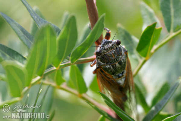 Cikáda sp. (Cicadetta sp.)