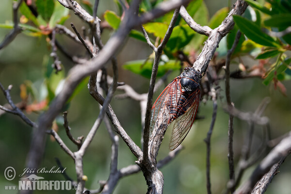 Cikáda sp. (Cicadetta sp.)