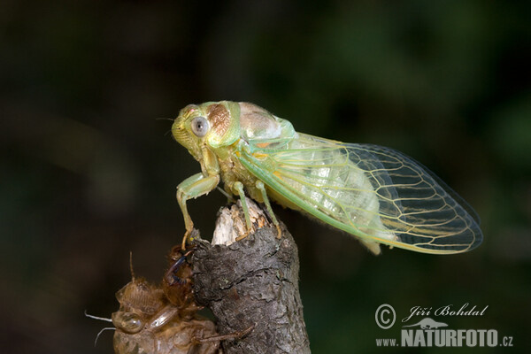 Cikáda viničná (Tibicina haematodes)