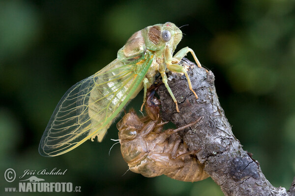 Cikáda viničná (Tibicina haematodes)