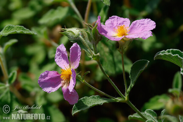 Cist šedavý (Cistus incanus)