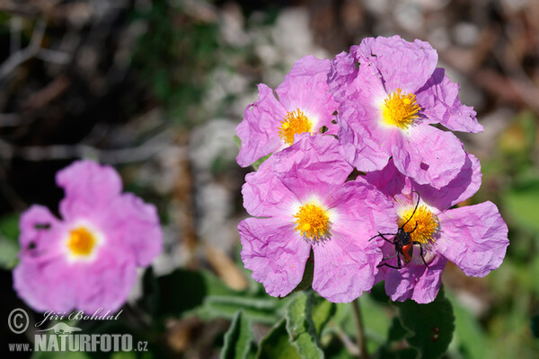 Cist šedavý (Cistus incanus)