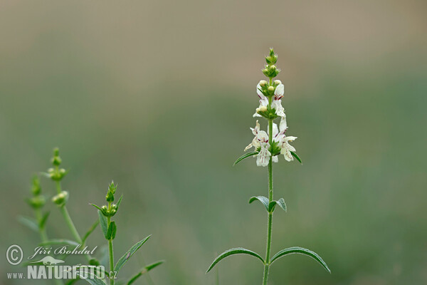 Čistec rovný (Stachys recta)