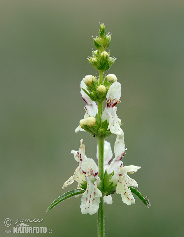Čistec rovný (Stachys recta)