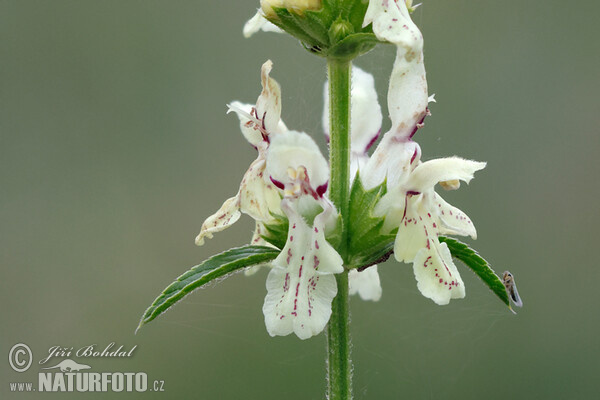 Čistec rovný (Stachys recta)