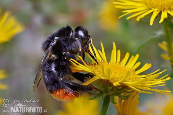 Čmelák skalní (Bombus lapidarius)