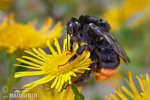 Čmelák skalní (Bombus lapidarius)