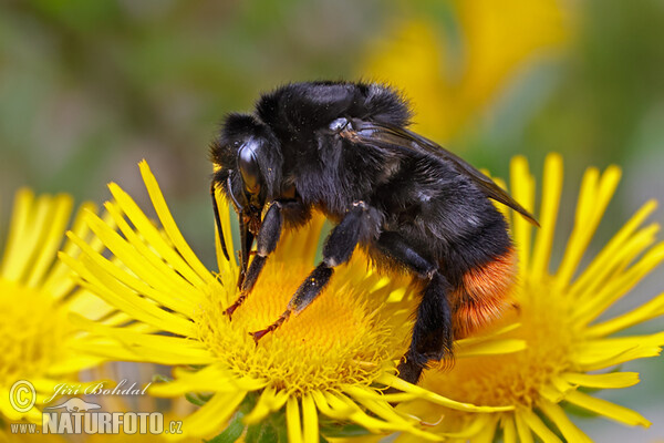 Čmelák skalní (Bombus lapidarius)