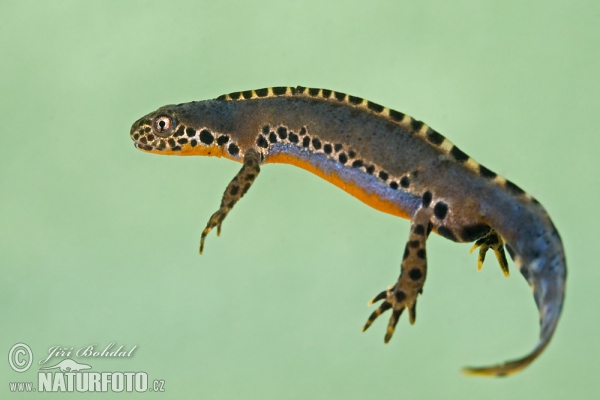 Čolek horský (Mesotriton alpestris)