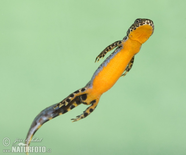 Čolek horský (Mesotriton alpestris)