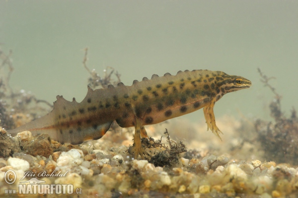 Čolek obecný (Lissotriton vulgaris)